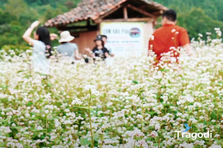 Buckwheat flowers Tragodi Buckwheat flowers