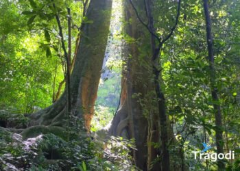 Cat Ba National Park