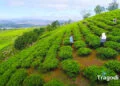 Cau Dat Tea Hill