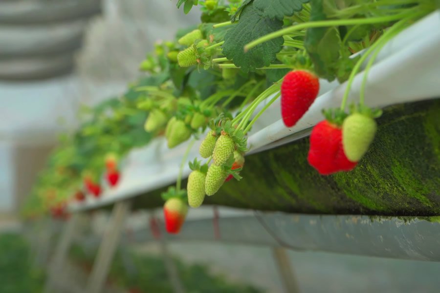 Da Lat Strawberry Garden