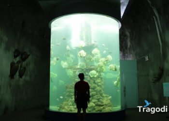 Oceanographic Museum Of Nha Trang