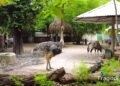 Saigon Zoo and Botanical Gardens Tragodi Saigon Zoo and Botanical Gardens
