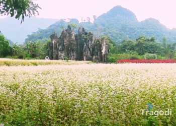 Triangle Circuit Flower Garden