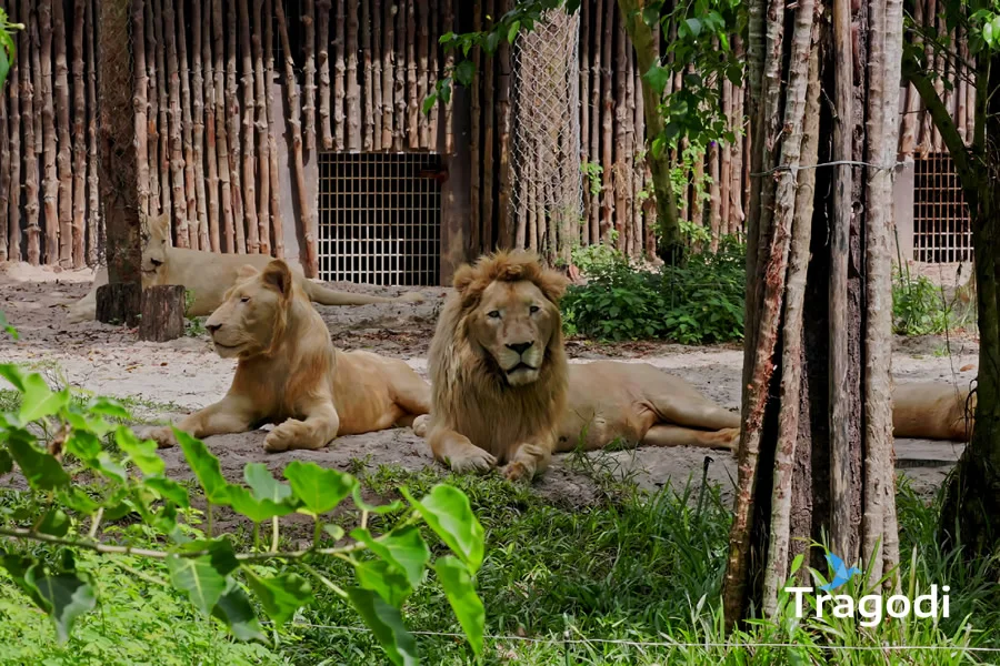 Vinpearl Safari Phu Quoc